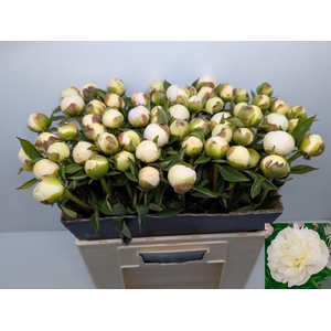 Paeo L Duches D Nemo