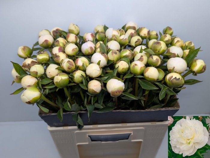 <h4>Paeo L Duches D Nemo</h4>