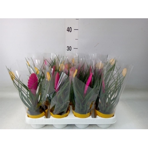 Tillandsia cyanea 'Vincent'