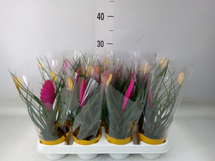 <h4>Tillandsia cyanea 'Vincent'</h4>