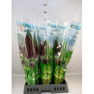 Stromanthe sanguin. 'Stripestar'