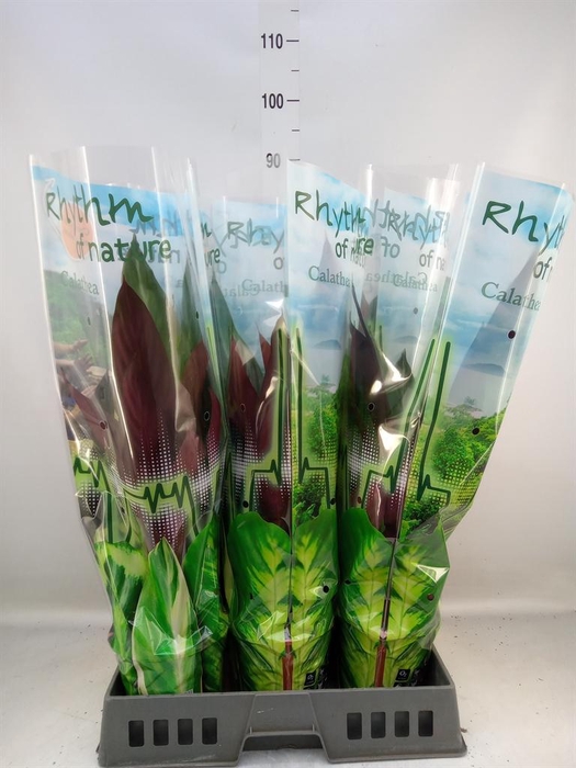 <h4>Stromanthe sanguin. 'Stripestar'</h4>