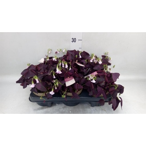 Oxalis trian. 'Mijke'