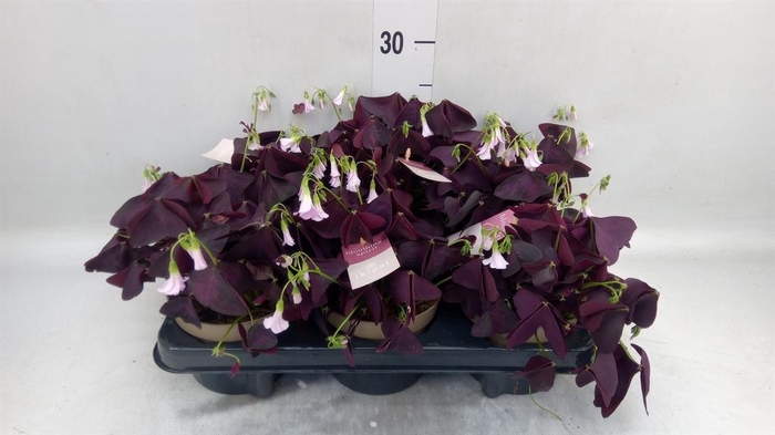 <h4>Oxalis trian. 'Mijke'</h4>