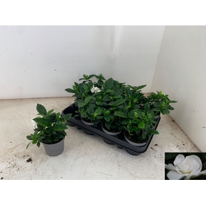 GARDENIA JASMINOIDES