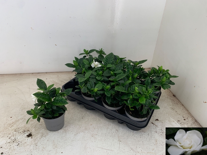 <h4>GARDENIA JASMINOIDES</h4>