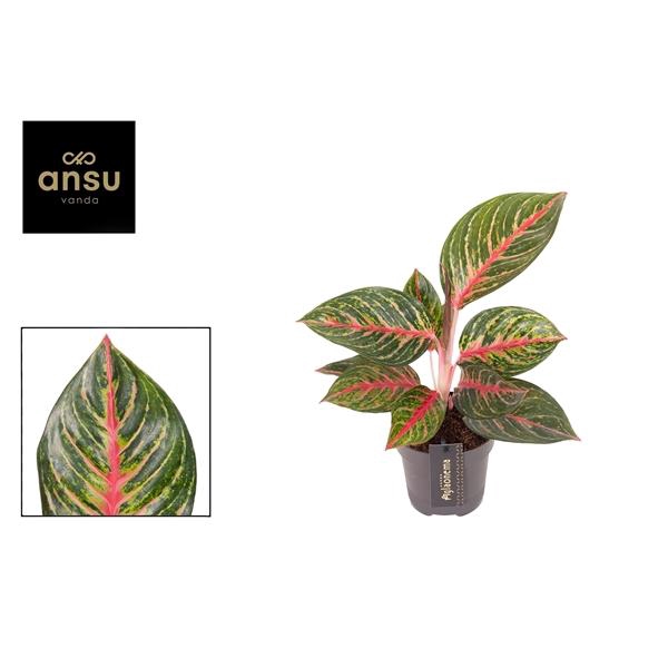 <h4>Aglaonema Olive Red</h4>