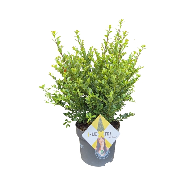 <h4>Ilex crenata Dark Green, P23, Struik 40-60cm</h4>