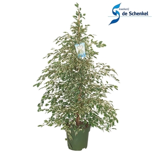 Ficus benja. 'Starlight'