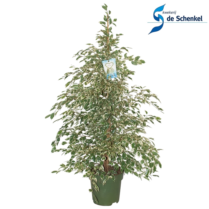 <h4>Ficus benja. 'Starlight'</h4>