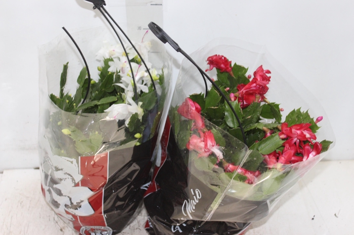 <h4>FLOR DE MAIO C21</h4>
