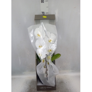 Phalaenopsis   ...white