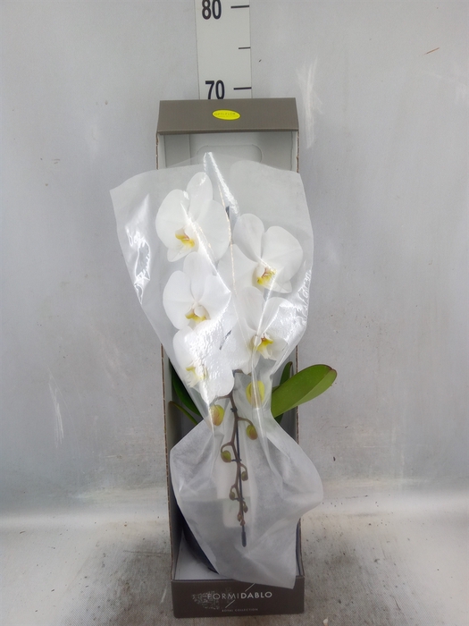 <h4>Phalaenopsis   ...white</h4>