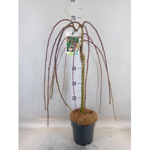 Salix caprea 'Kilmarnock'