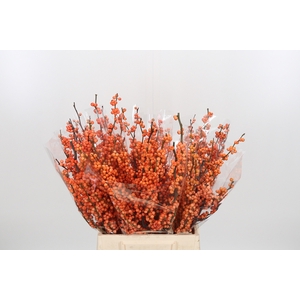 Ilex Ve Winter Gold