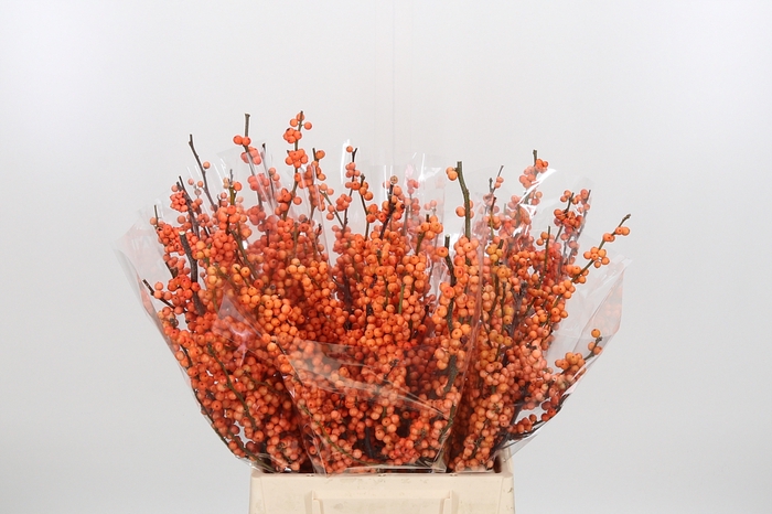 <h4>Ilex Ve Winter Gold</h4>