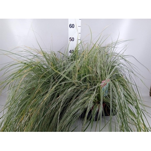 Carex oshimensis 'Everco Eversheen'