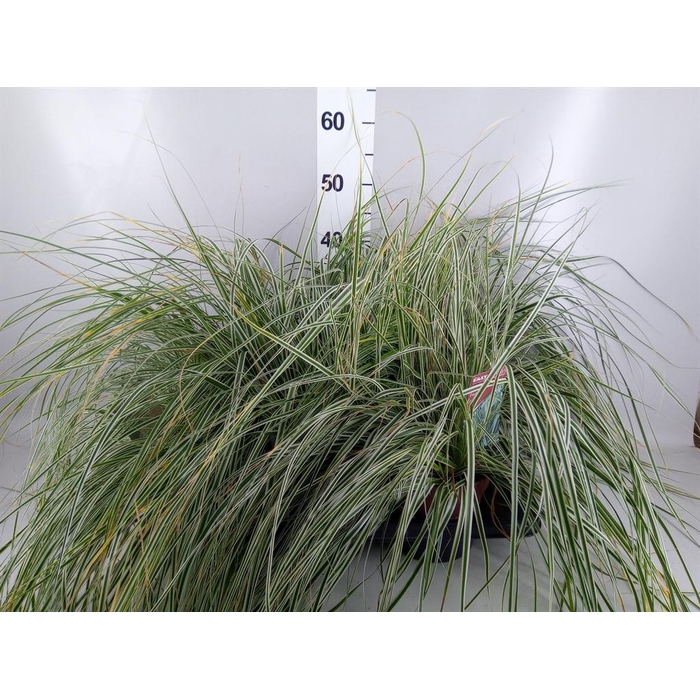<h4>Carex oshimensis 'Everco Eversheen'</h4>