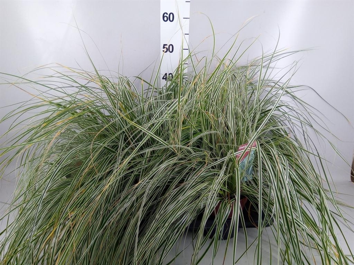 Carex oshimensis 'Everco Eversheen'