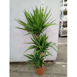 Yucca elephantipes   ...