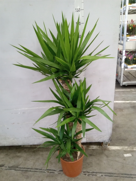 <h4>Yucca elephantipes   ...</h4>