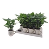Coffea Arabica