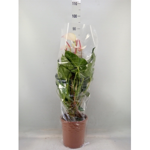 Anthurium  'Pr. Amalia Elegance'