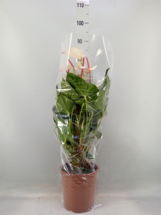 <h4>Anthurium  'Pr. Amalia Elegance'</h4>