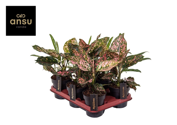 <h4>Aglaonema Pink Leopard</h4>