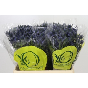 Eryngium Magical Blue Lagoon