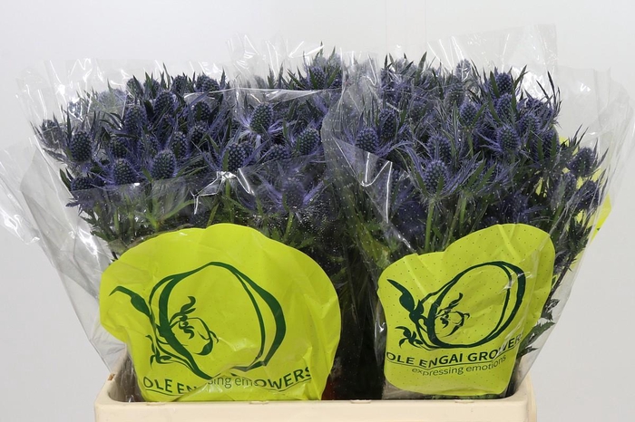 <h4>Eryngium Magical Blue Lagoon</h4>