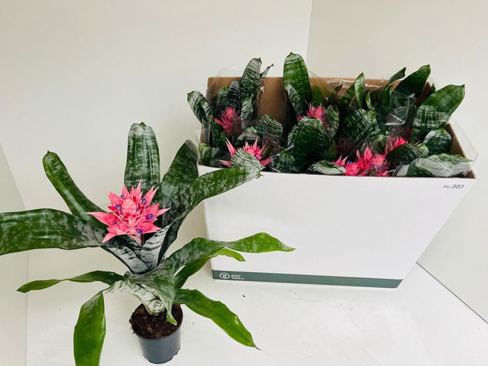 <h4>AECH FAS PRIMERA</h4>