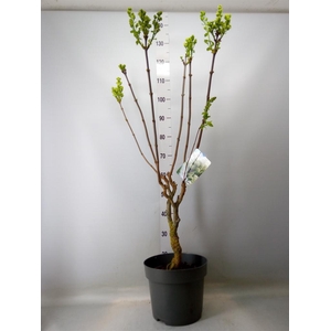 Syringa vulg. 'Mme Florent Stepman'