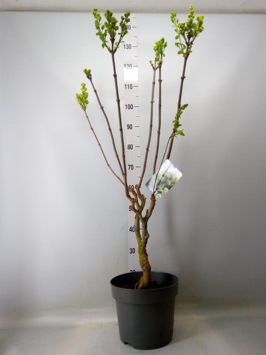 <h4>Syringa vulg. 'Mme Florent Stepman'</h4>