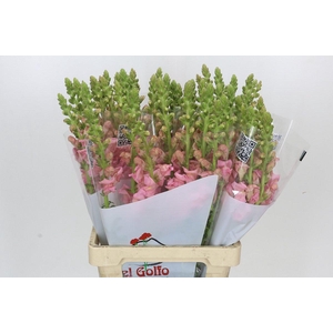 Antirrhinum Potomac Early Pink