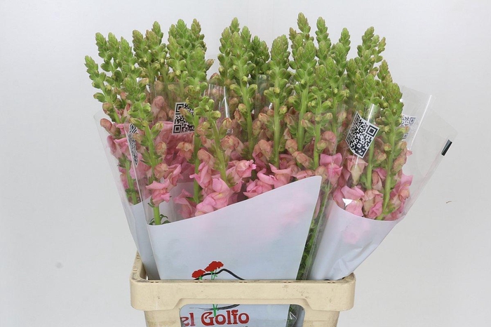 <h4>Antirrhinum Potomac Early Pink</h4>