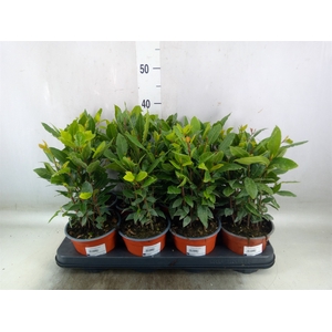 Laurus nobilis