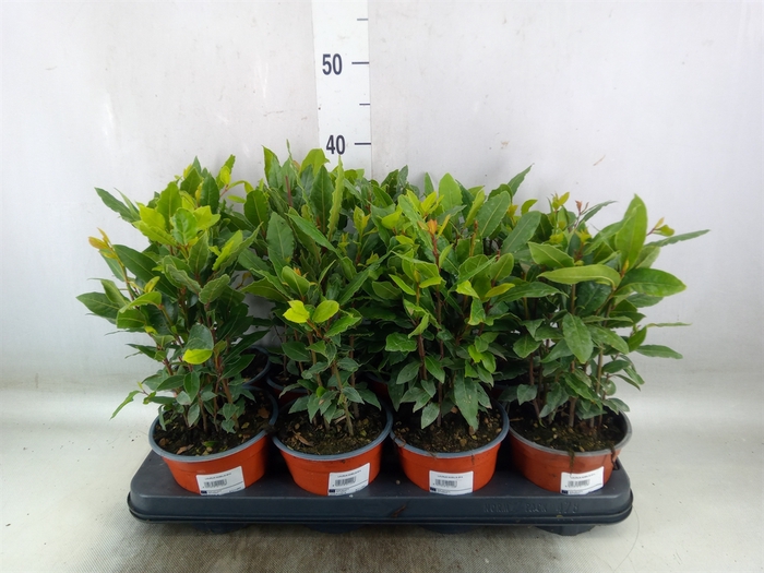 <h4>Laurus nobilis</h4>