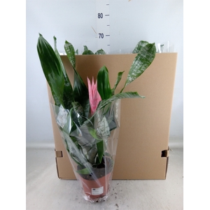 Aechmea fasciata 'Primera'