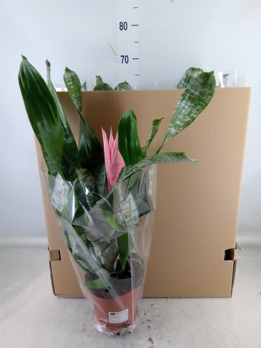 <h4>Aechmea fasciata 'Primera'</h4>