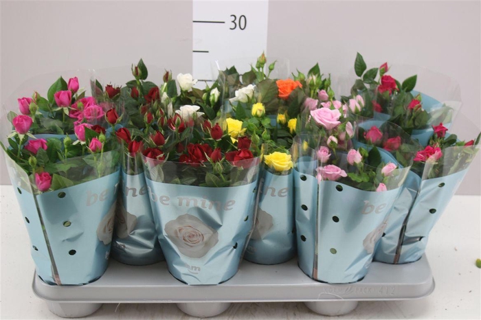 <h4>Rosa Beau Monde Gemengd</h4>