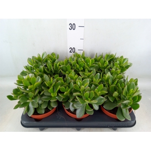 Crassula  'Minova Magic'