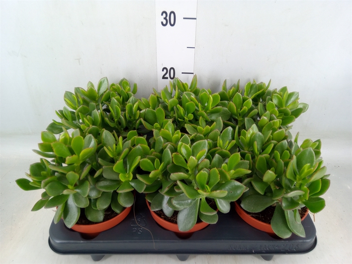 <h4>Crassula  'Minova Magic'</h4>