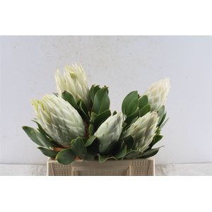 Protea Cy Full Moon