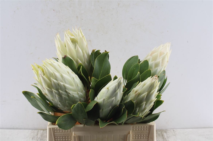 <h4>Protea Cy Full Moon</h4>