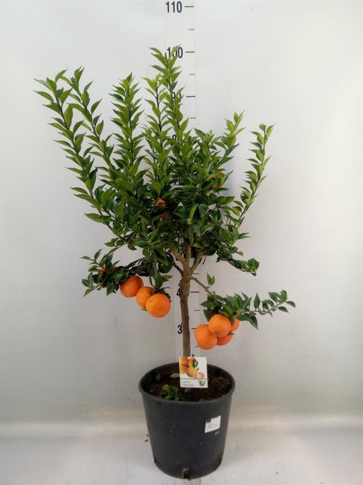 <h4>Citrus   ...</h4>