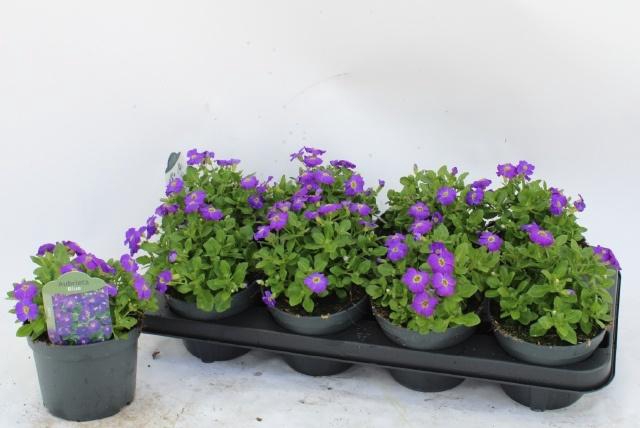 <h4>AUBR GRACILIS KITTE</h4>