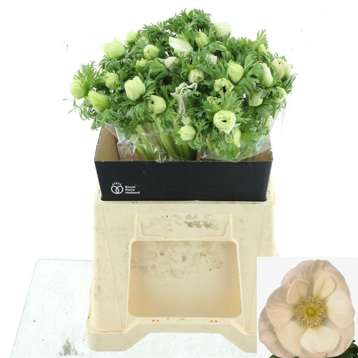 <h4>ANEM CO MAR WHITE</h4>