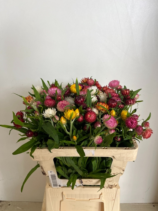 <h4>HELICHRYSUM OV</h4>