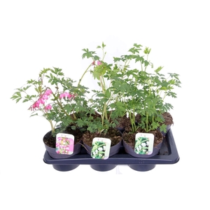 Dicentra spectabilis mix